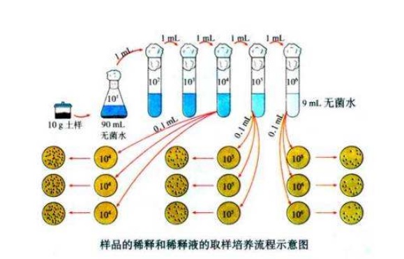 什么是微生物梯度稀釋？微生物梯度稀釋計(jì)算公式